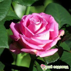 Роза чайно-гибридная Аква в Костомукше