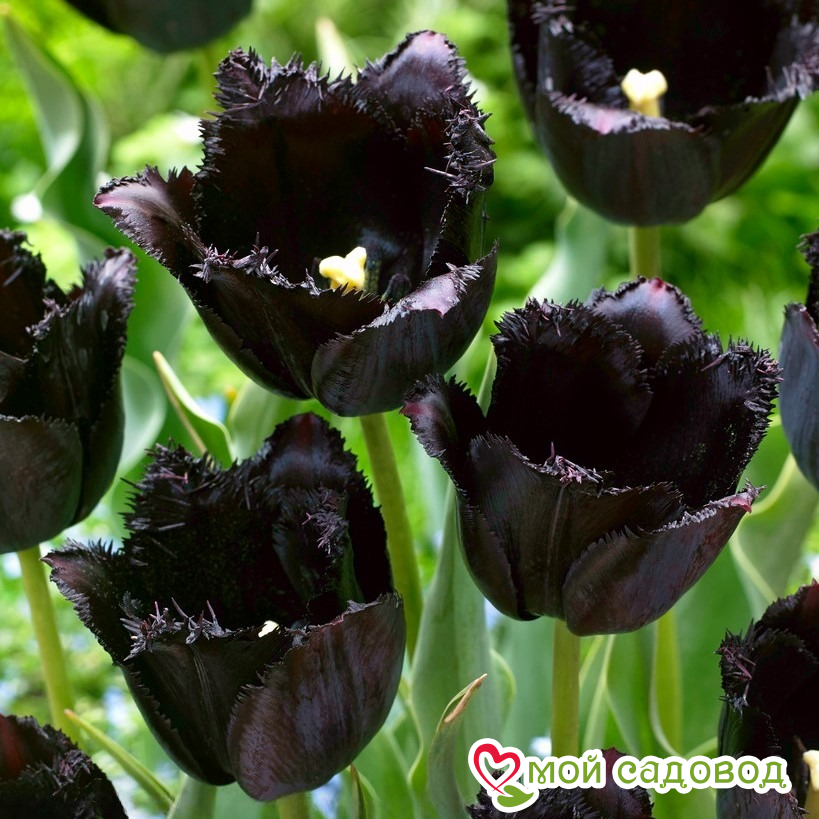 Тюльпан бахромчатый Блэк