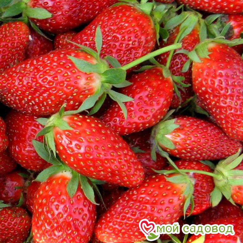Клубника Дивная (крупноплодная)
