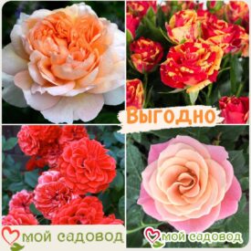 Комплект роз! Роза плетистая, спрей, чайн-гибридная и Английская роза в одном комплекте в Костомукше