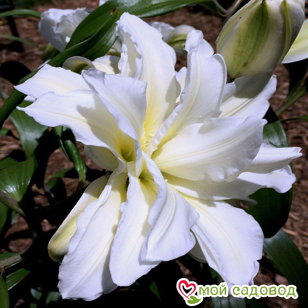 Лилия ЛОТУС ПЬЮР