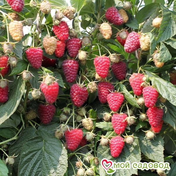 Малина ремонтантная Брусиловская