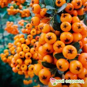 Хурма Карликовая